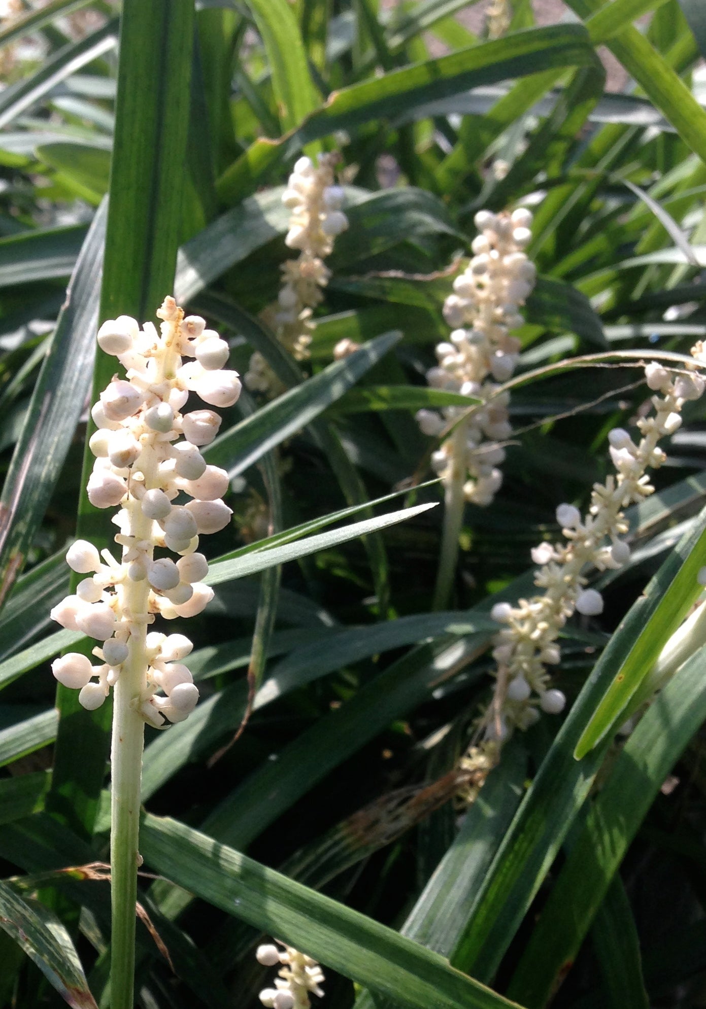 Liriope muscari Monroe's White Monroe's White Lily Turf