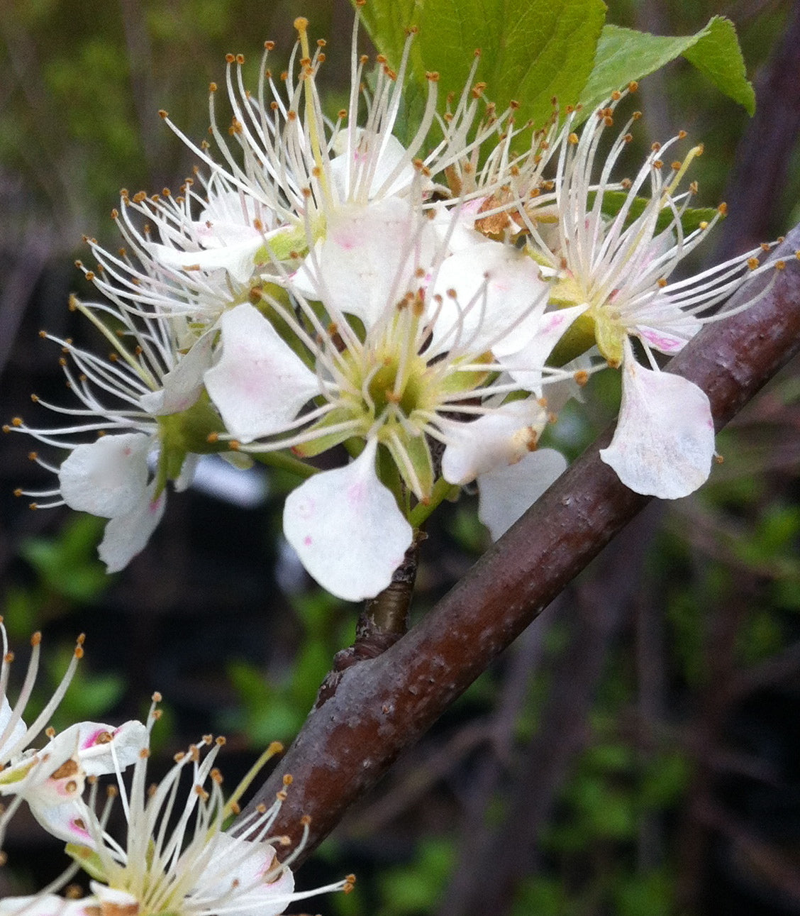 Prunus americana American Plum