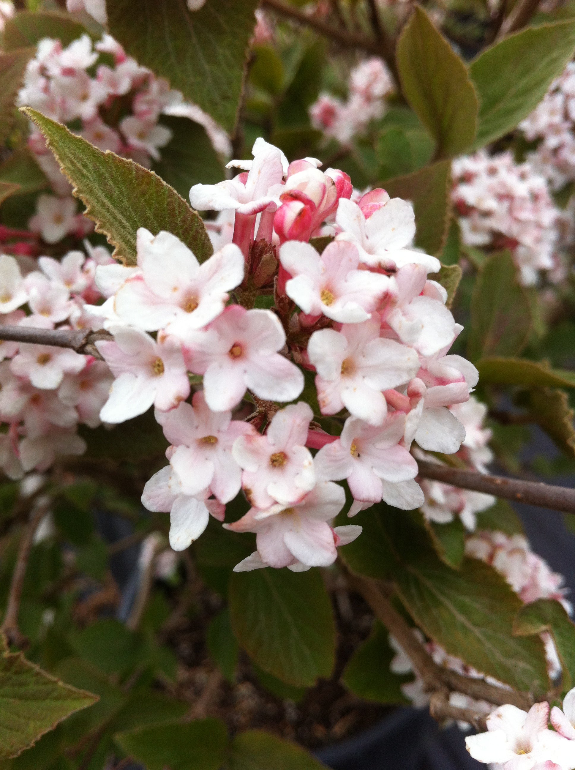 Viburnum carlesii Korean Spice Viburnum