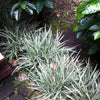 Liriope spicata Silver Dragon Silver Dragon Lily Turf