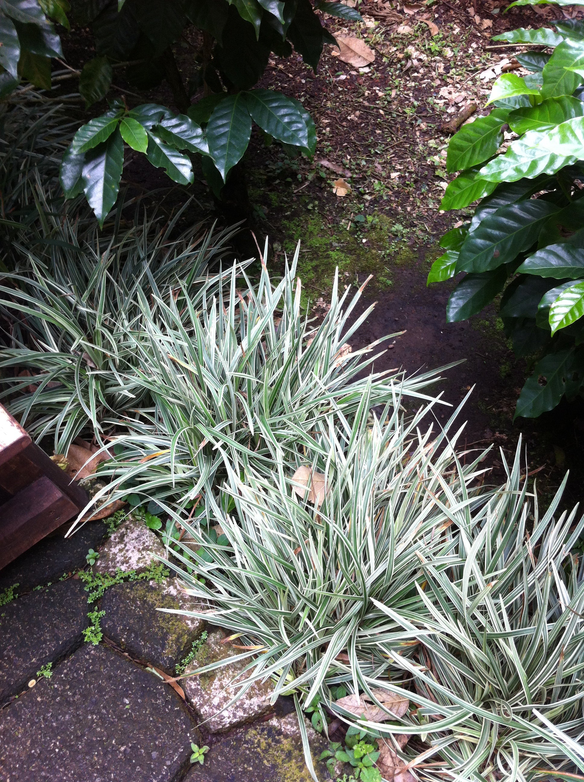 Liriope spicata Silver Dragon Silver Dragon Lily Turf