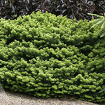 Abies balsamea Nana Dwarf Balsam Fir