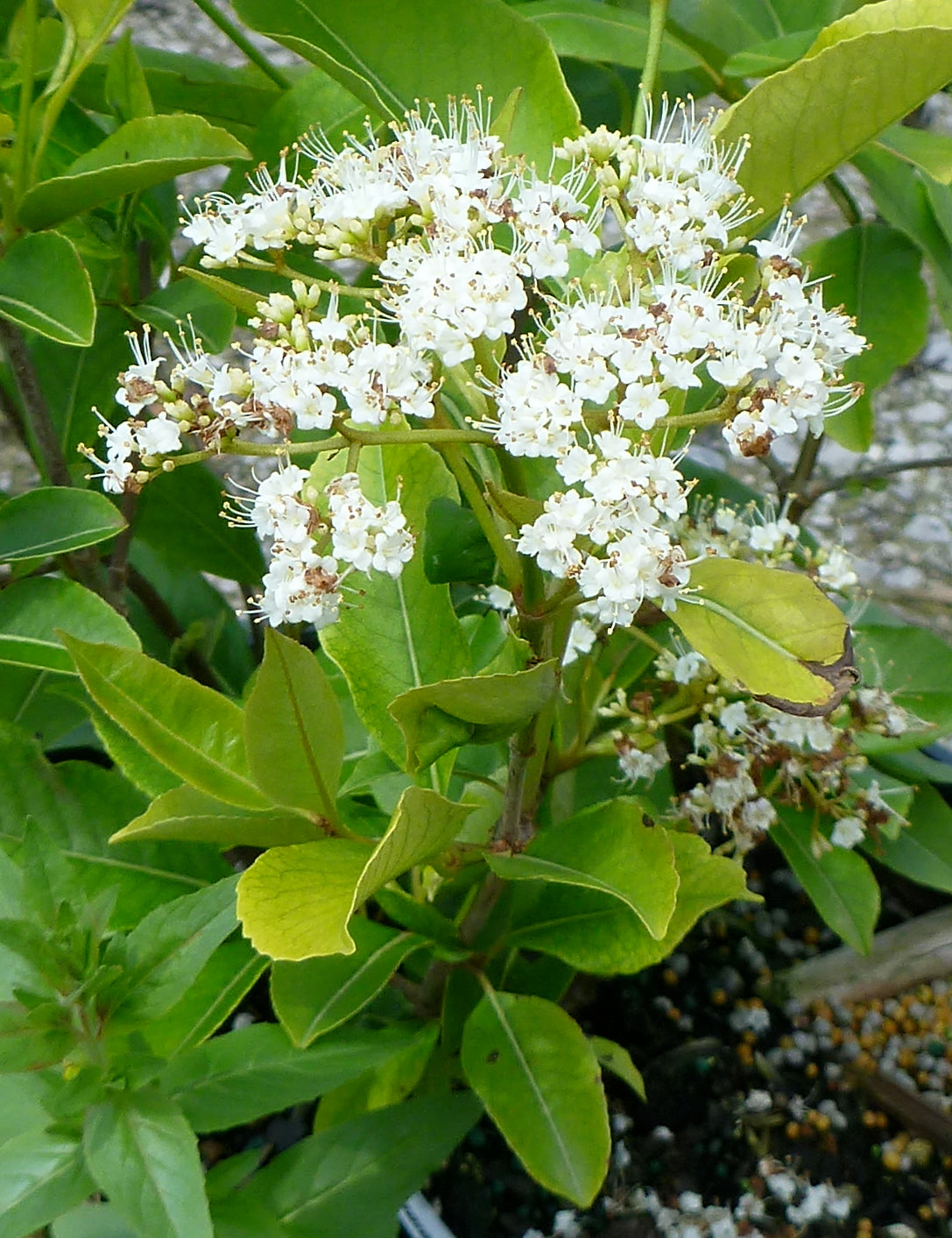 Viburnum cassinoides Witherod