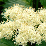 Viburnum dentatum Arrowwood