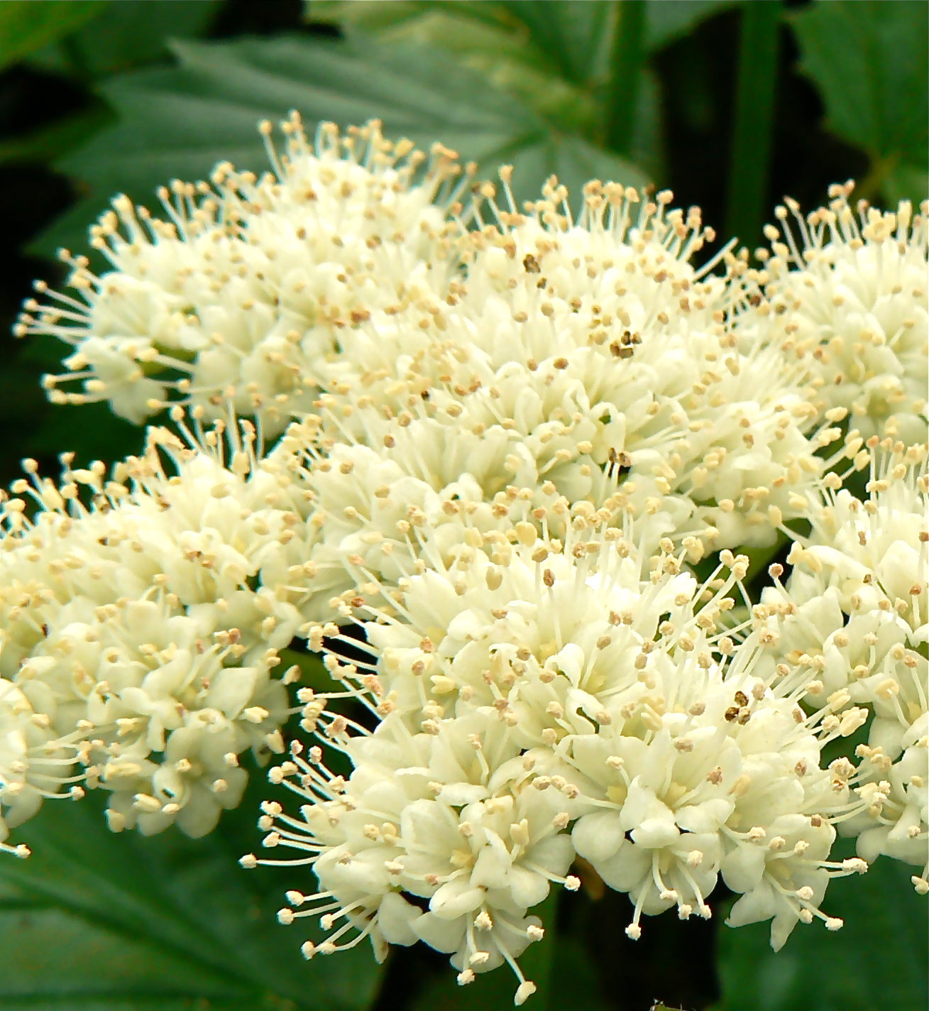 Viburnum dentatum Arrowwood