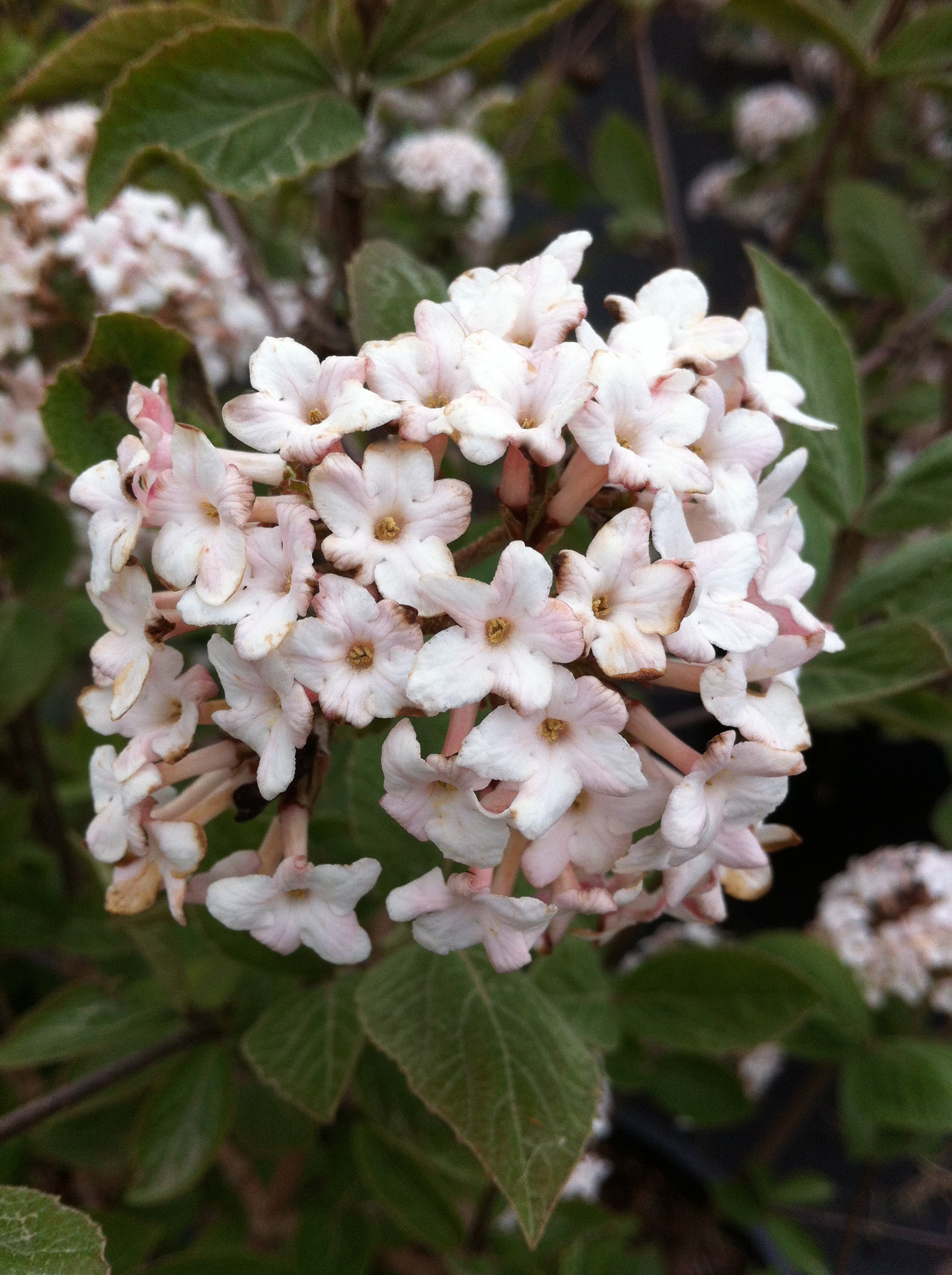 Viburnum x juddii Juddii Viburnum