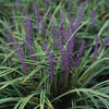 Liriope muscari Variegata Variegated Lily Turf