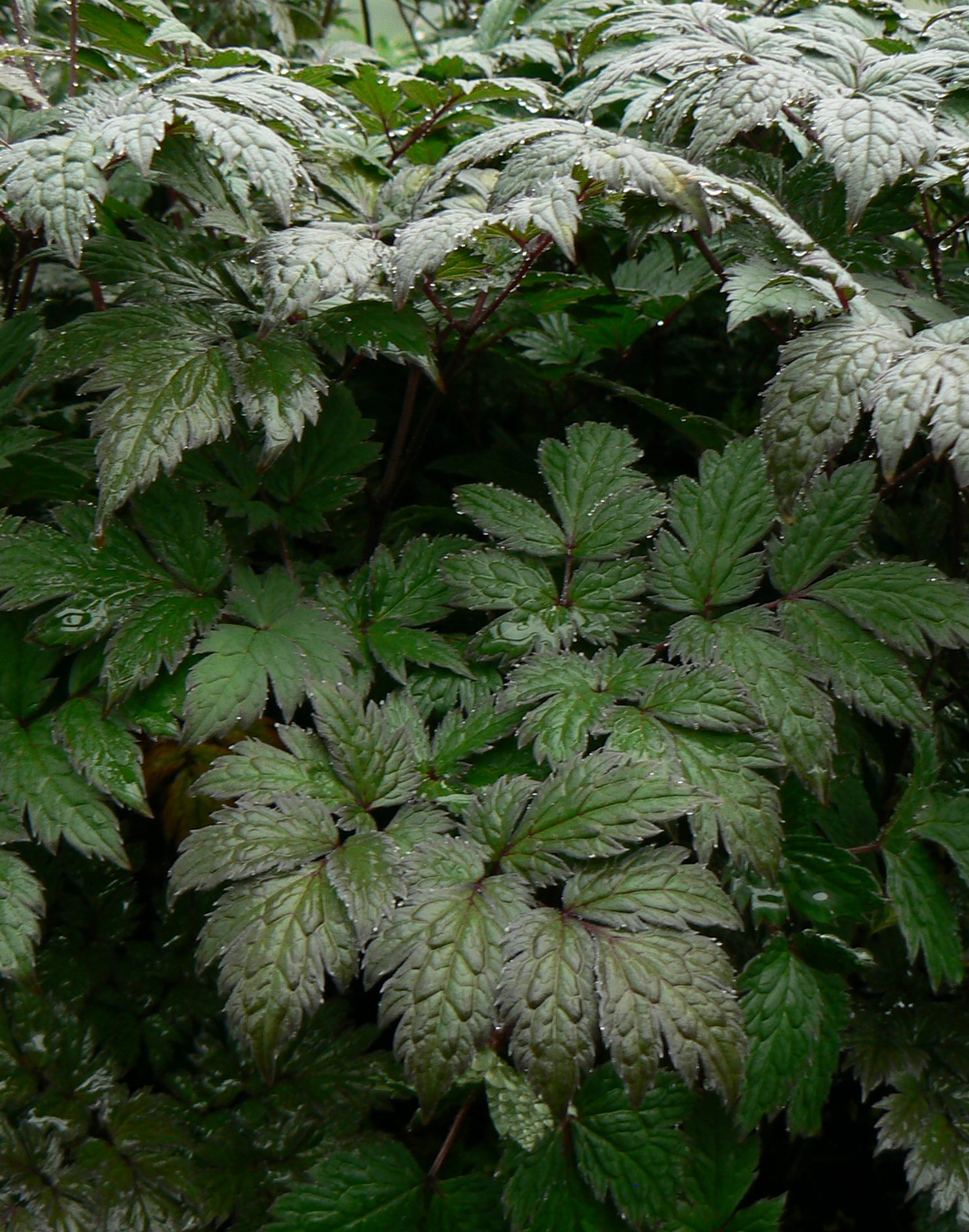 Cimicifuga ramosa Brunette Purple leaf Bugbane