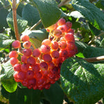 Viburnum lantana Wayfaring Tree