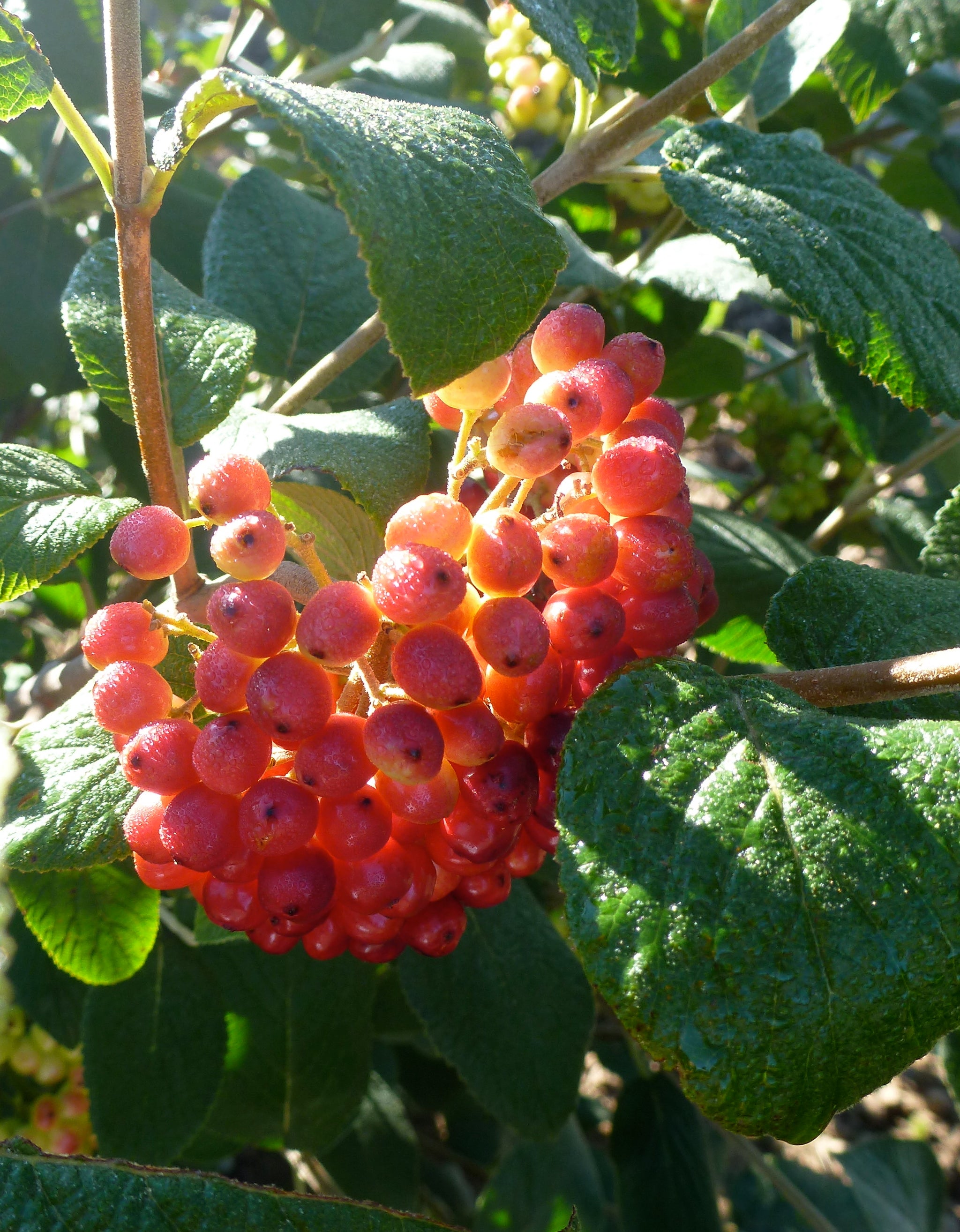 Viburnum lantana Wayfaring Tree