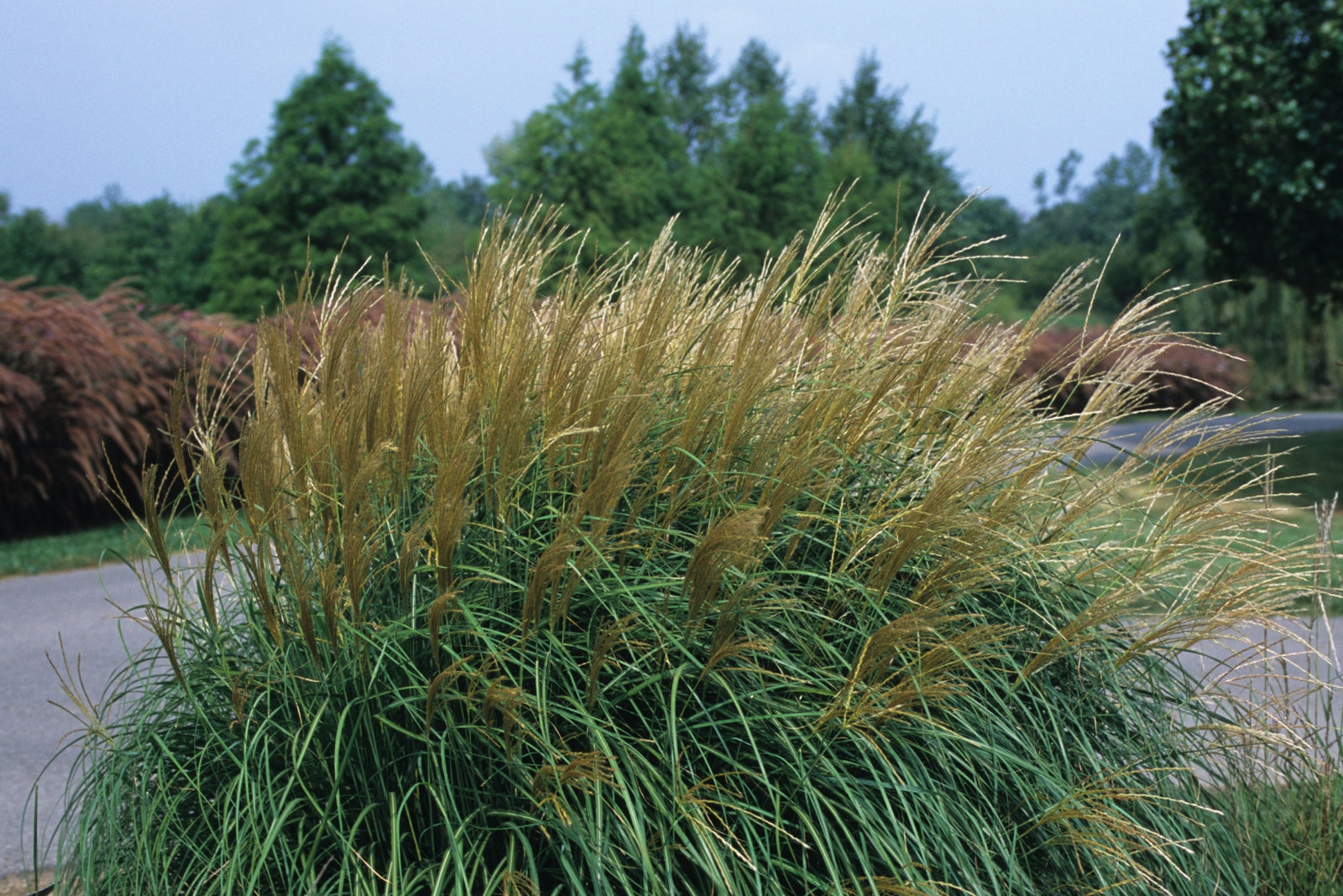 Miscanthus sinensis Adagio Adagio Maiden Grass