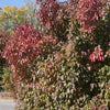 Viburnum lentago Nannyberry