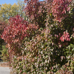 Viburnum lentago Nannyberry