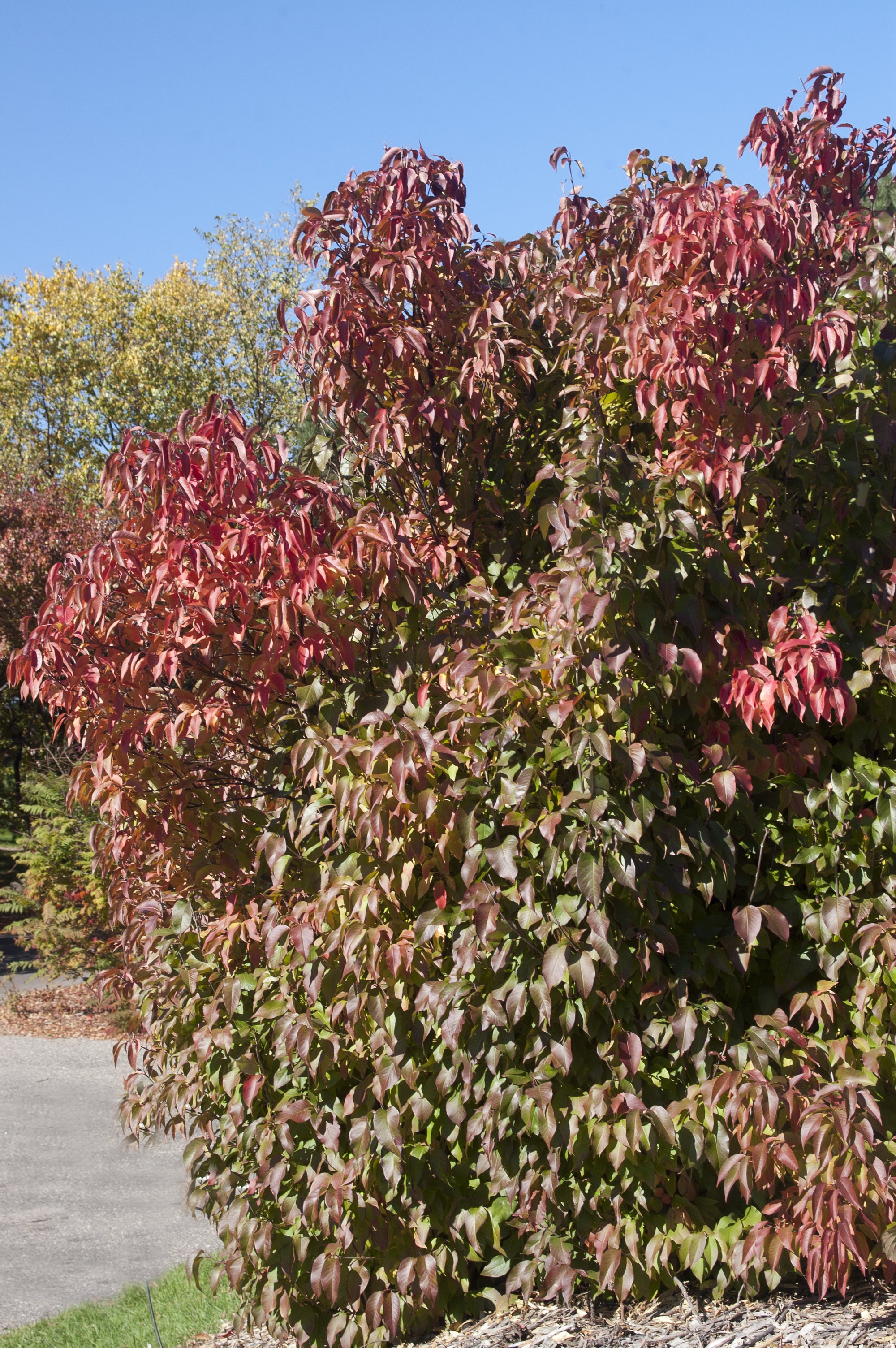 Viburnum lentago Nannyberry