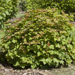 Viburnum opulus Compactum Dwarf European Cranberry