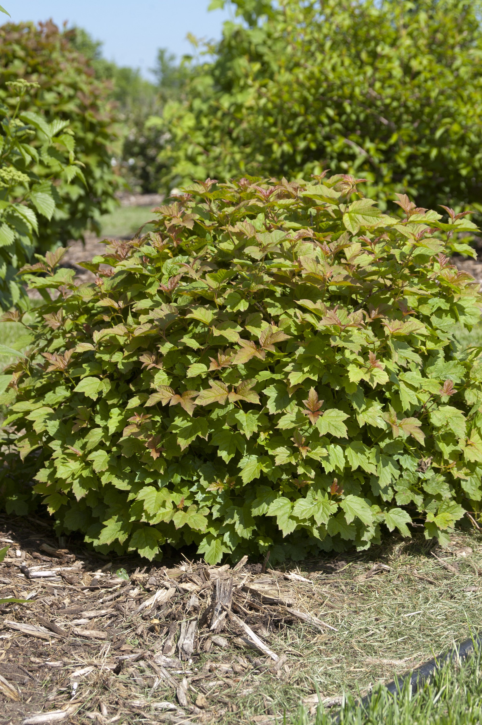 Viburnum opulus Compactum Dwarf European Cranberry