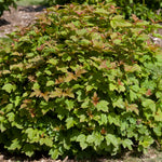 Viburnum opulus Nanum Dwarf European Cranberry