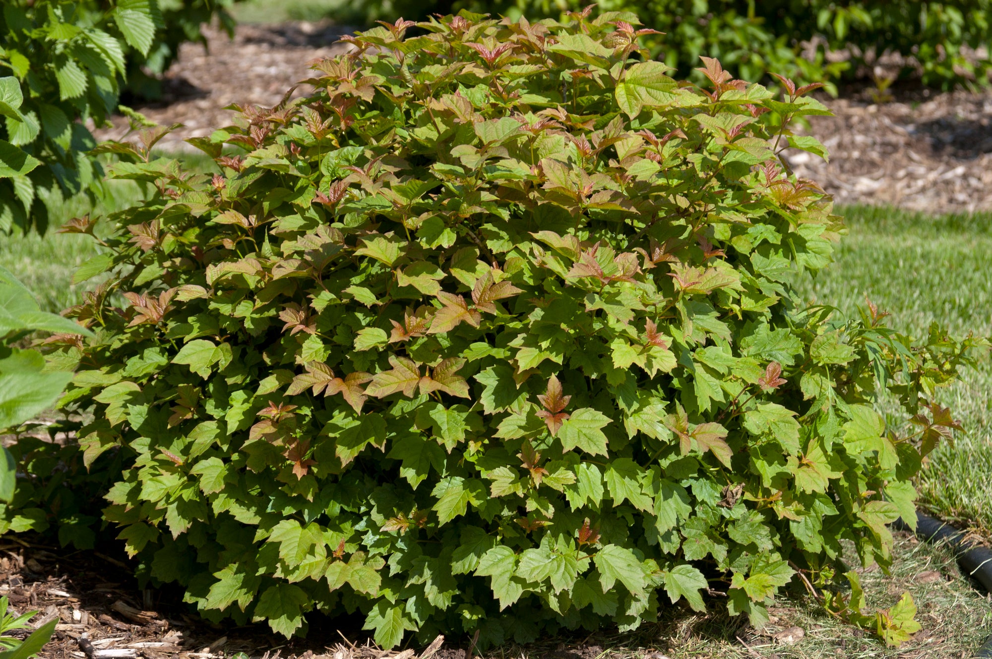 Viburnum opulus Nanum Dwarf European Cranberry