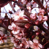 Prunus cerasifera Newport Newport Cherry Plum