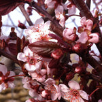 Prunus cerasifera Newport Newport Cherry Plum