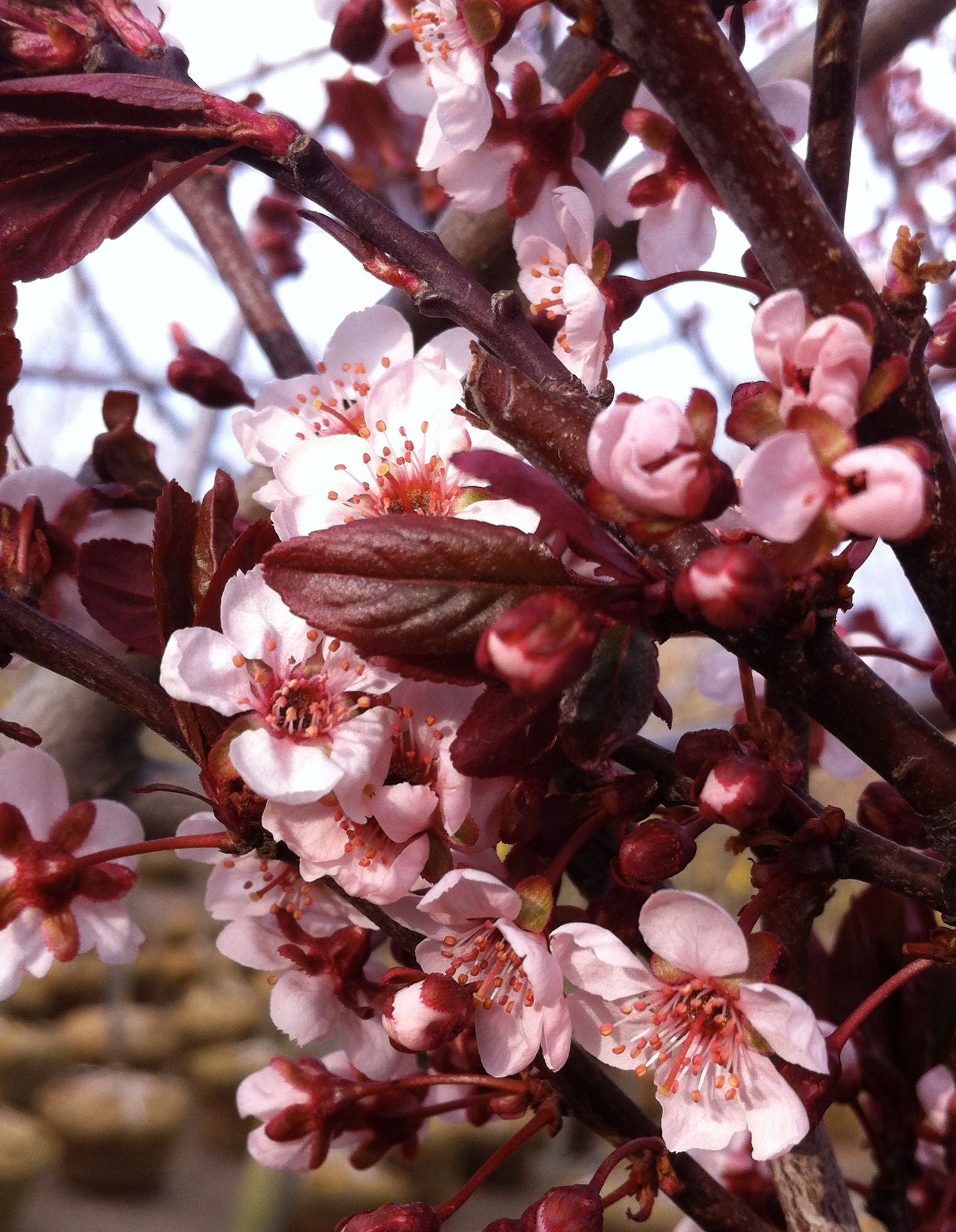 Prunus cerasifera Newport Newport Cherry Plum