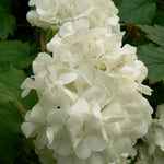 Viburnum opulus Sterile European Snowball