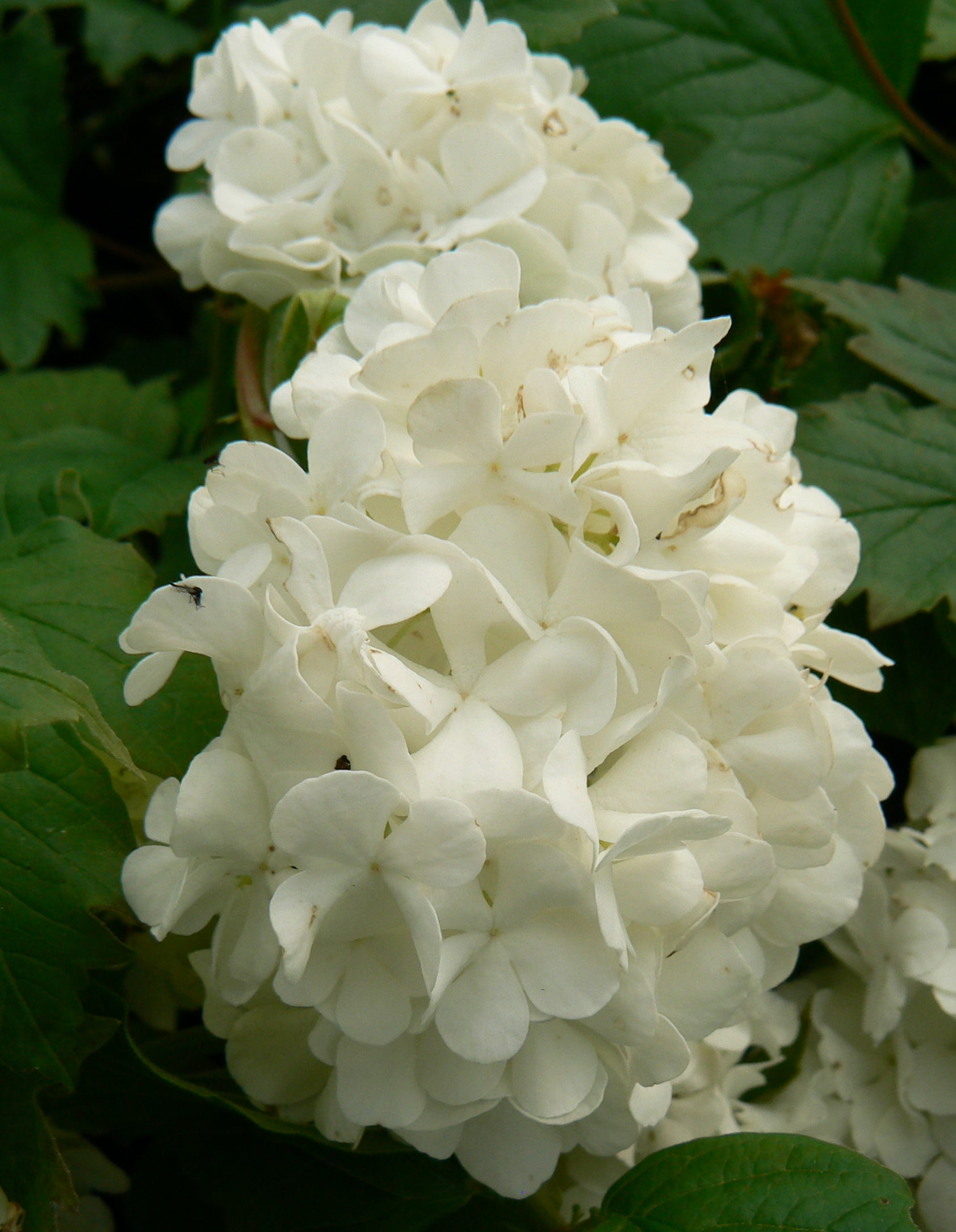 Viburnum opulus Sterile European Snowball