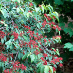 Viburnum plicatum f. tomentosum Mariesii Marie's Doublefile Viburnum