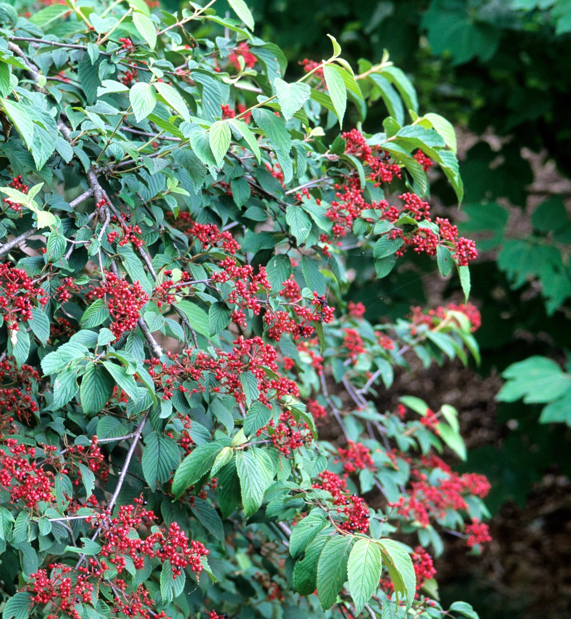 Viburnum plicatum f. tomentosum Mariesii Marie's Doublefile Viburnum