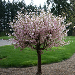 Prunus incisa Little Twist CarltonLT Little Twist Flowering Cherry