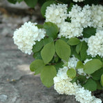 Viburnum plicatum f. tomentosum Newport Newzam Newport Viburnum