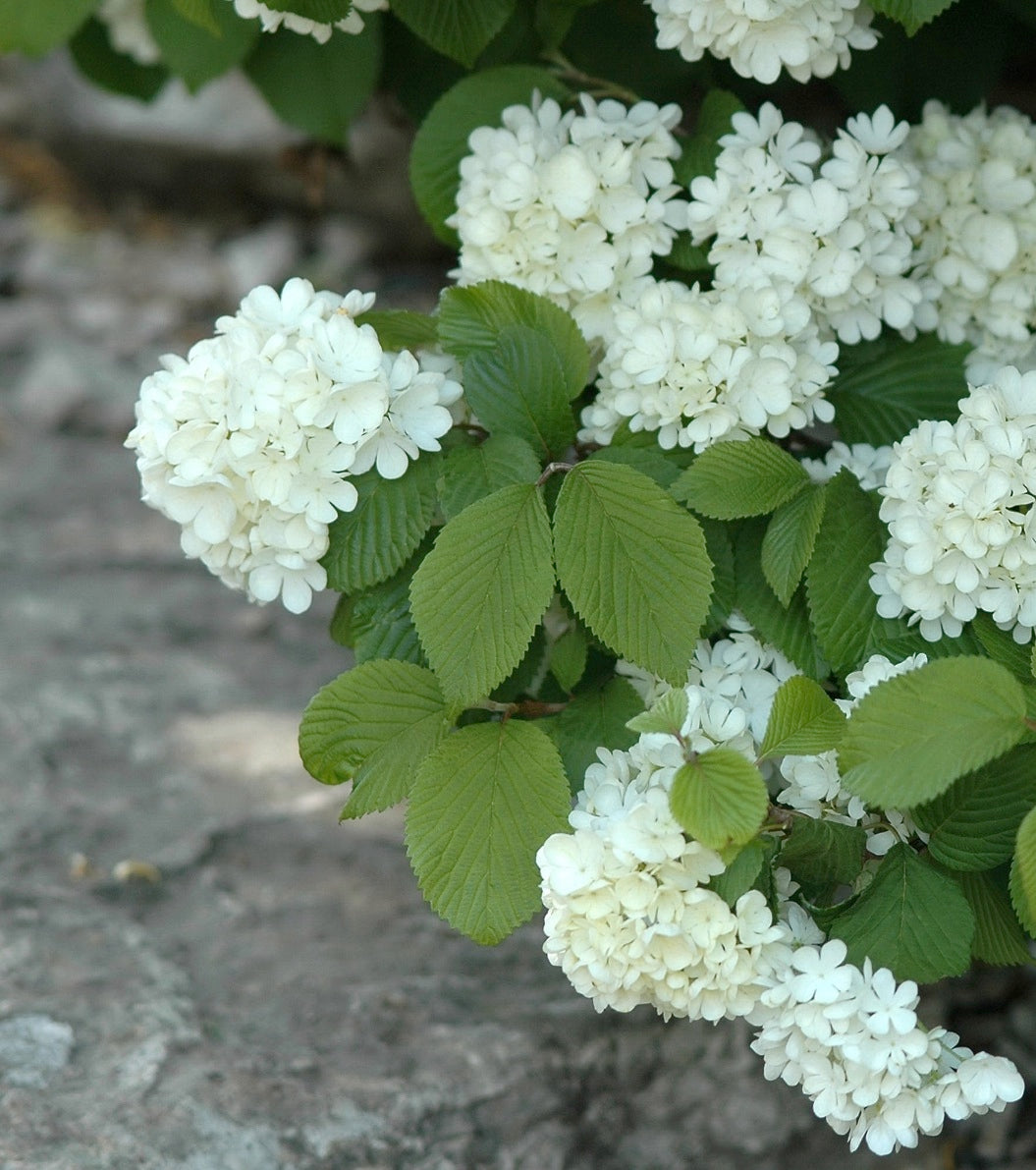 Viburnum plicatum f. tomentosum Newport Newzam Newport Viburnum