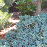 Juniperus squamata Blue Star Blue Star Juniper