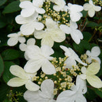 Viburnum plicatum f. tomentosum Summer Snowflake COPF Summer Snowflake Viburnum