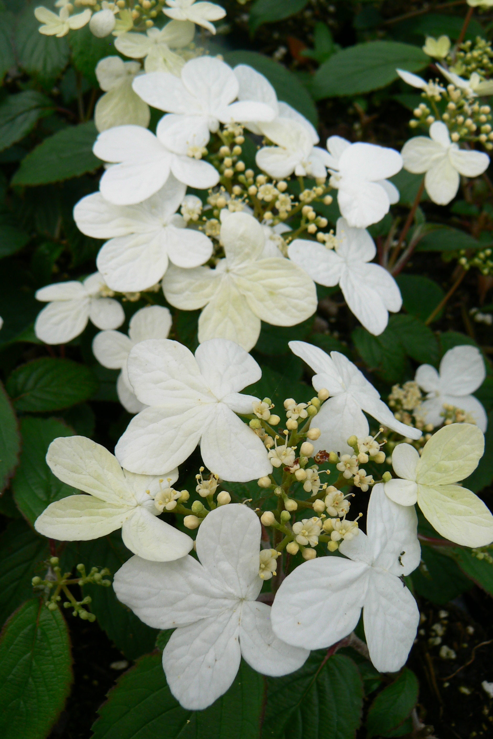 Viburnum plicatum f. tomentosum Summer Snowflake COPF Summer Snowflake Viburnum