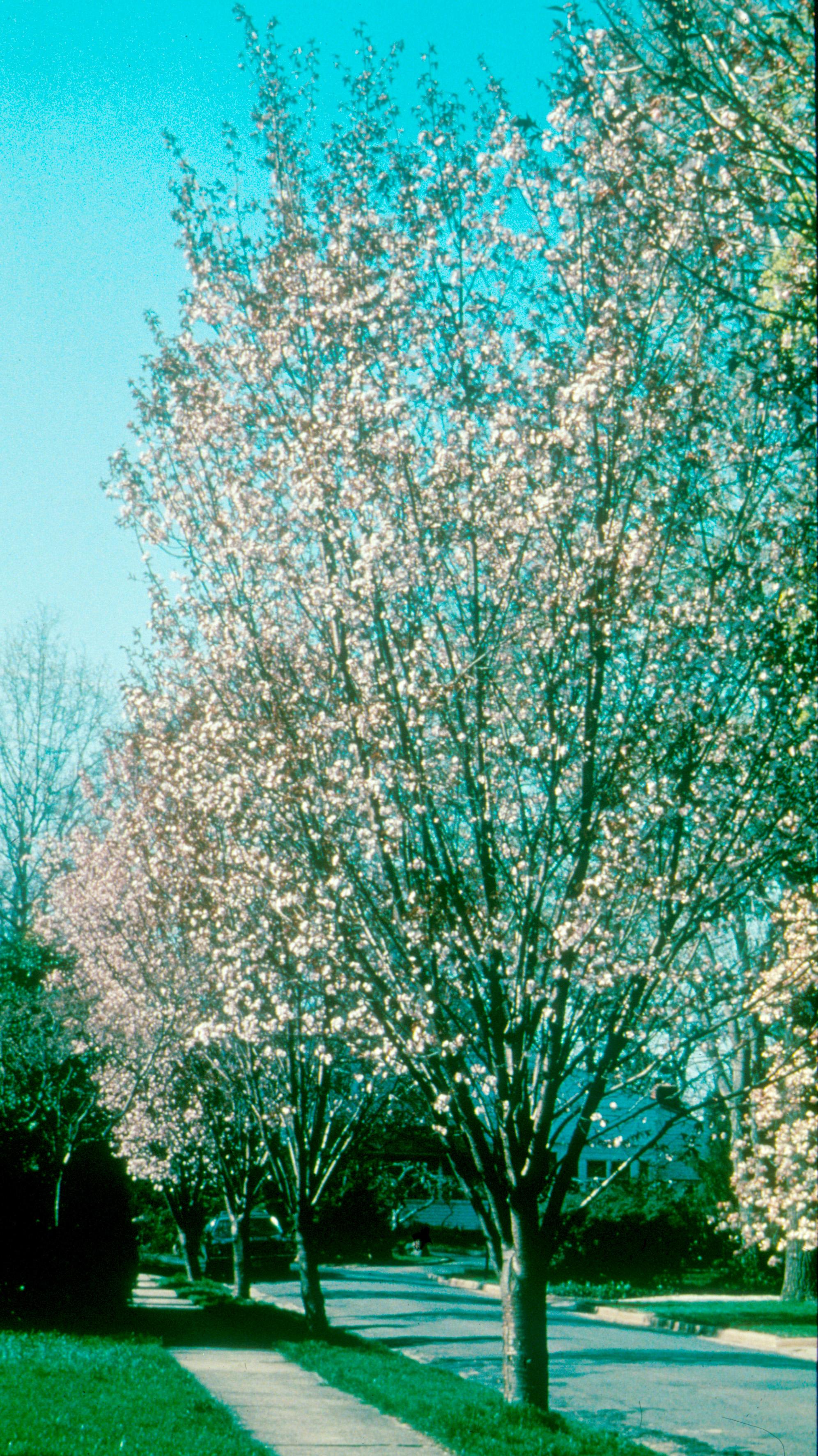 Prunus sargentii Rancho Rancho Sargent Cherry