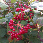 Viburnum trilobum Highbush Cranberry