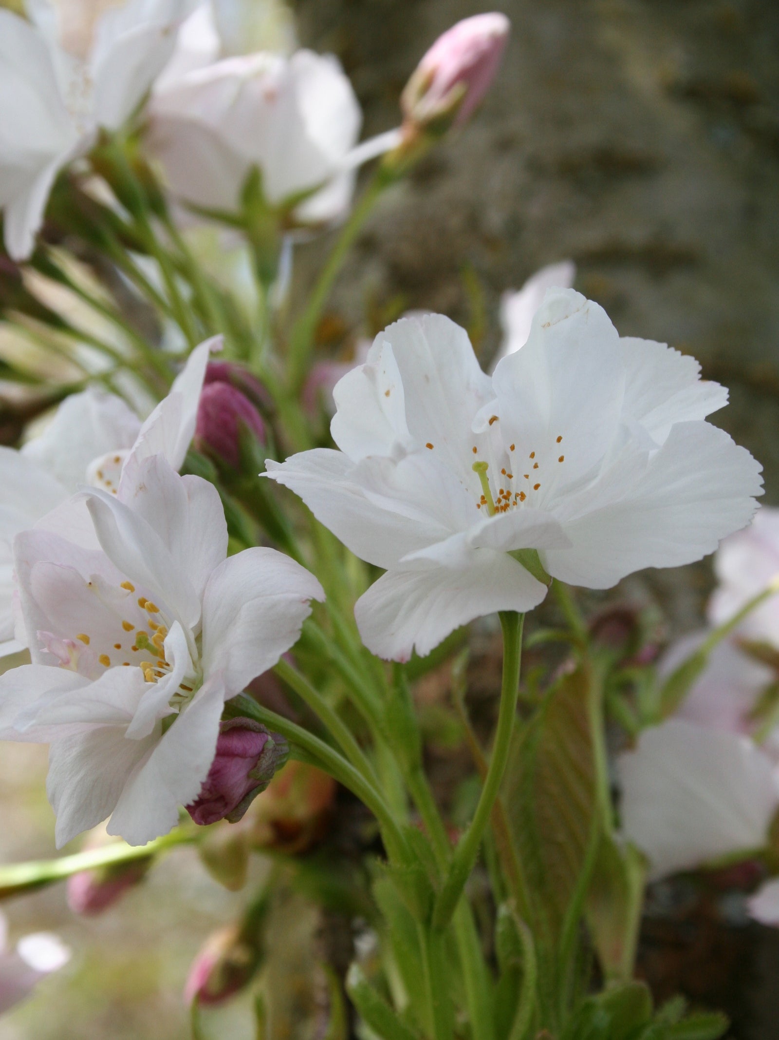 Prunus serrulata Amanogawa Japanese Flowering Cherry