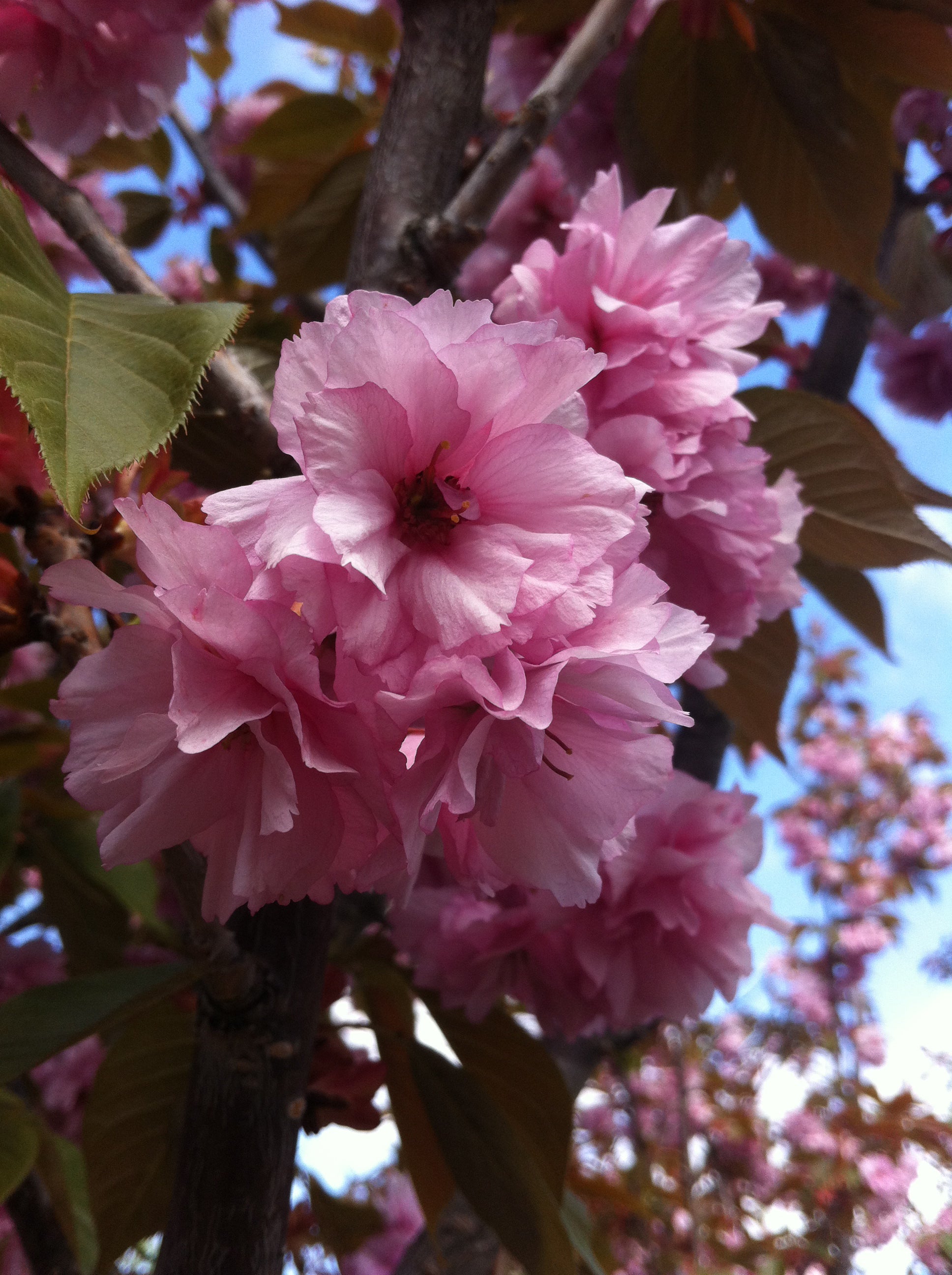 Prunus serrulata Kwanzan Kwanzan Flowering Cherry