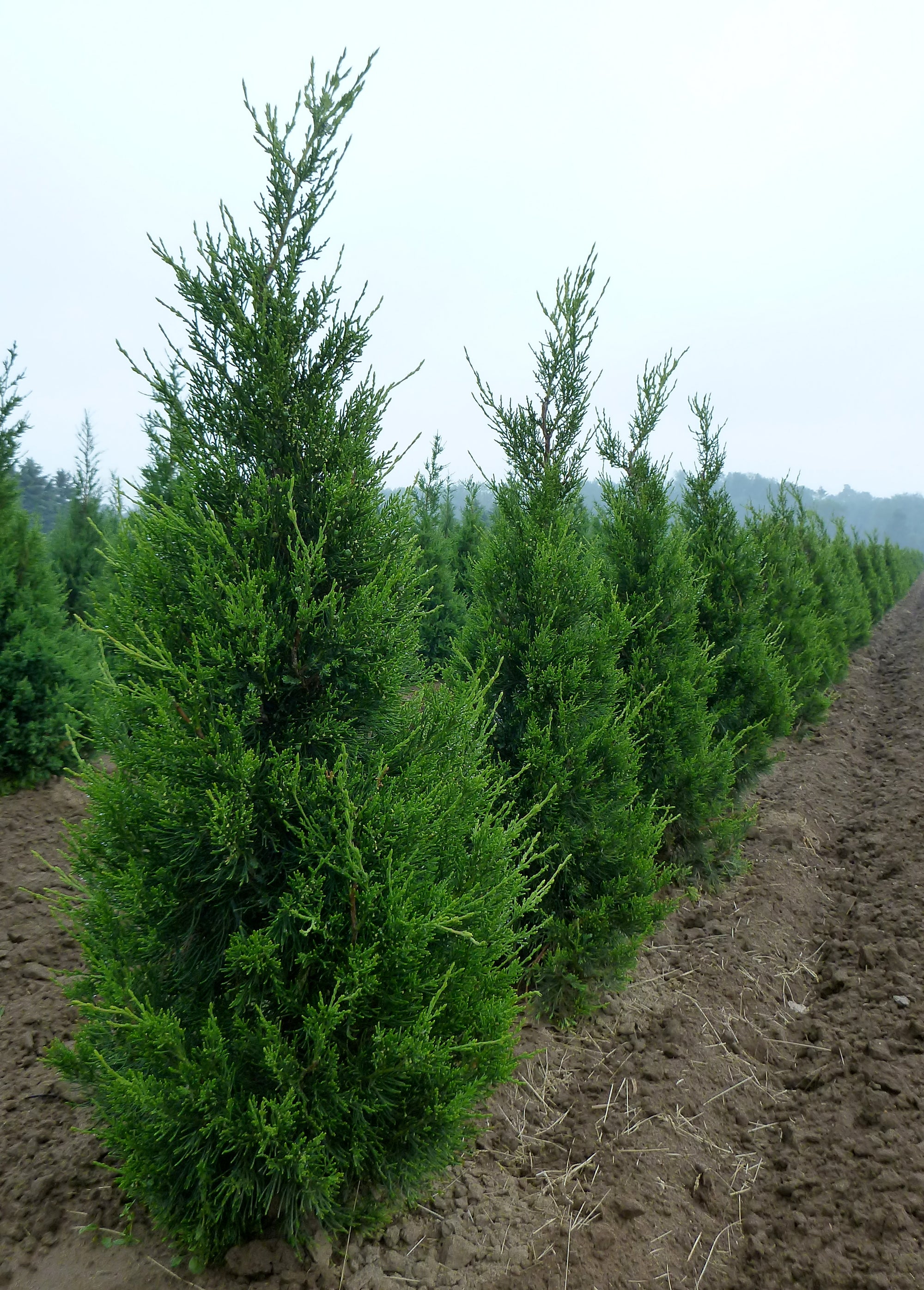 Juniperus chinensis Fairview Fairview Juniper