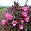 Weigela florida Wine & Roses Alexandra PP10772, COPF, CPBR2642 Wine and Roses Weigela