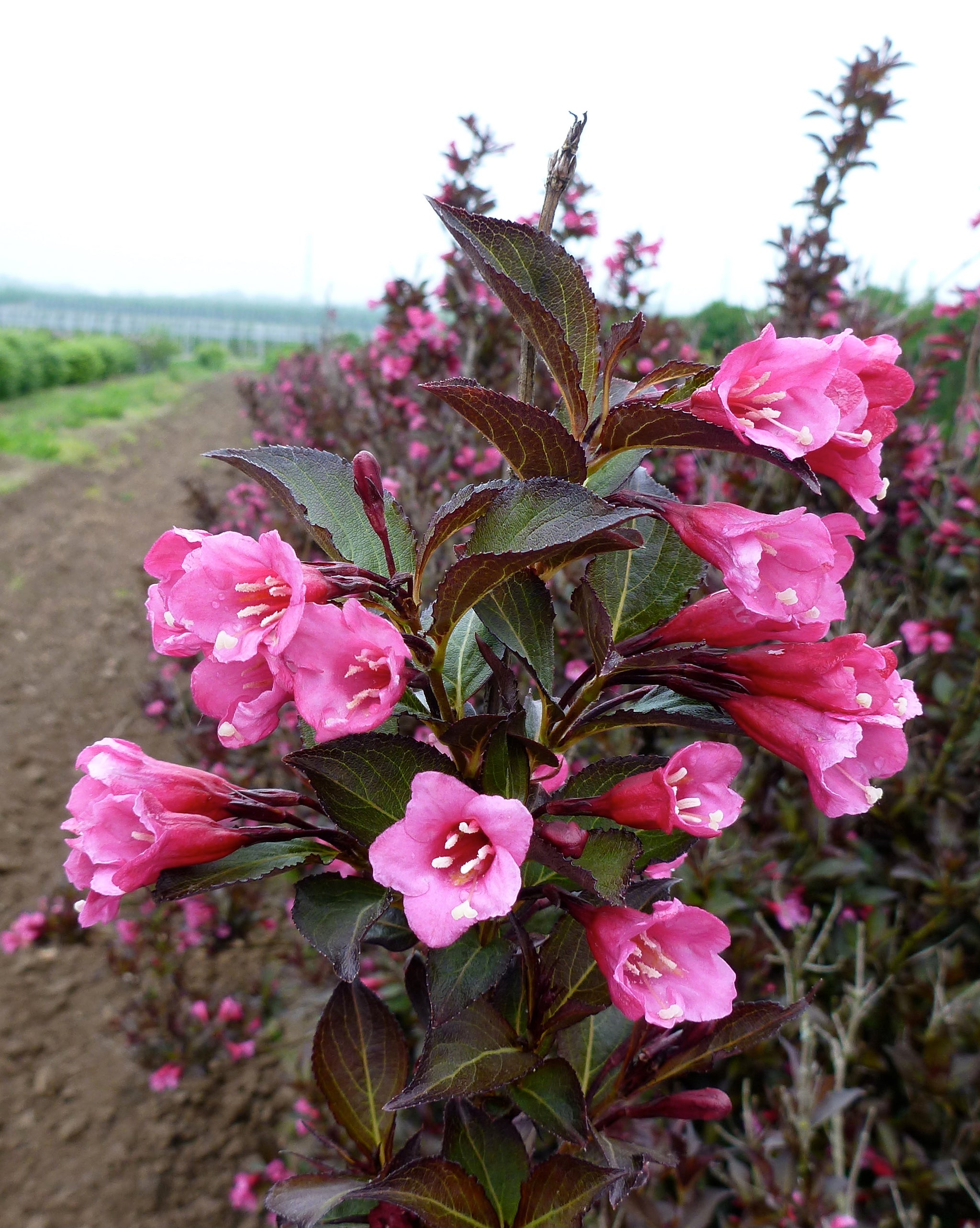 Weigela florida Wine & Roses Alexandra PP10772, COPF, CPBR2642 Wine and Roses Weigela