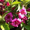 Weigela florida Bristol Ruby Bristol Ruby Weigela