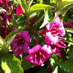 Weigela florida Bristol Ruby Bristol Ruby Weigela