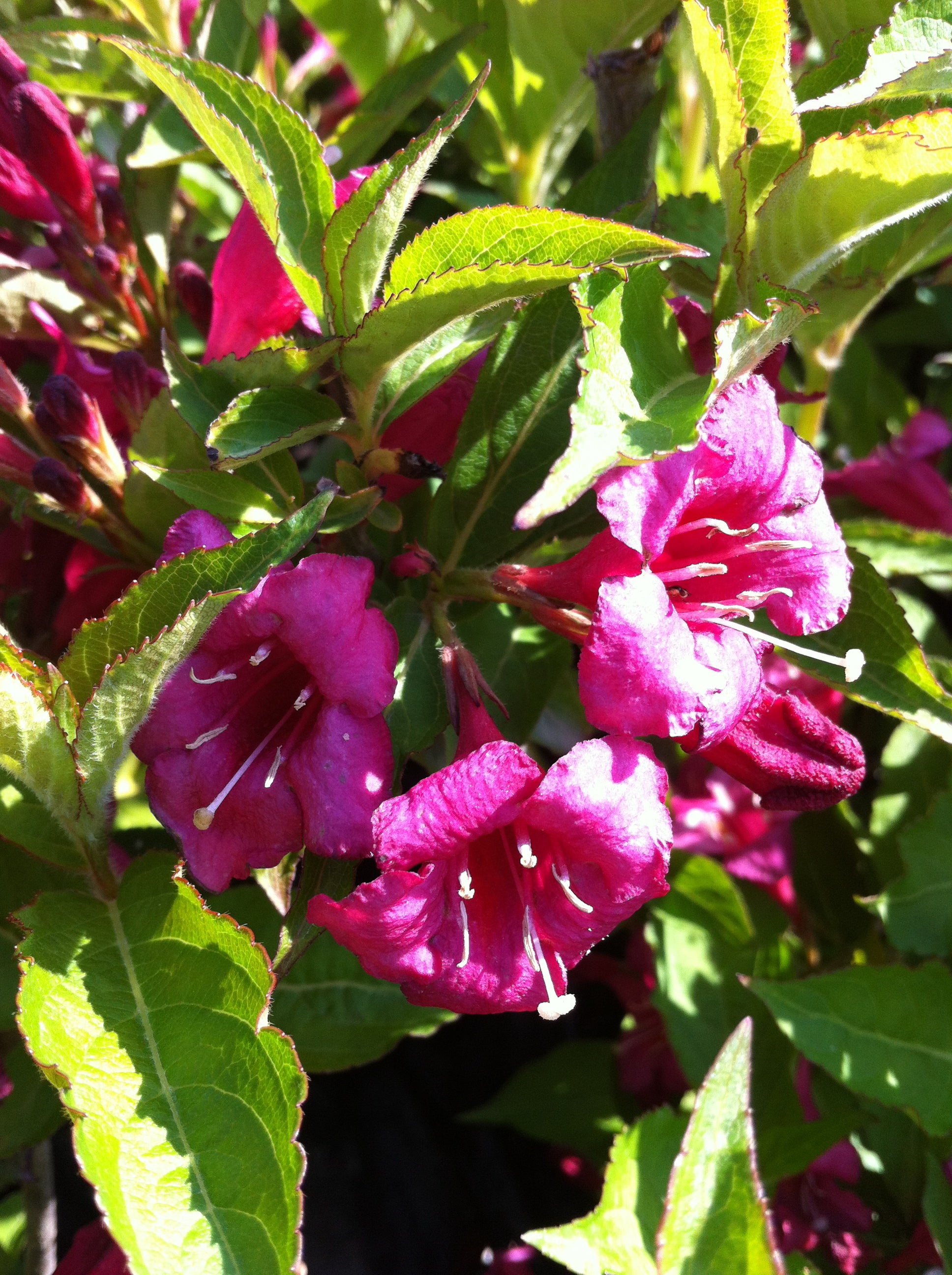 Weigela florida Bristol Ruby Bristol Ruby Weigela