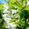 Weigela florida Bristol Snowflake Bristol Snowflake Weigela