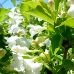 Weigela florida Bristol Snowflake Bristol Snowflake Weigela