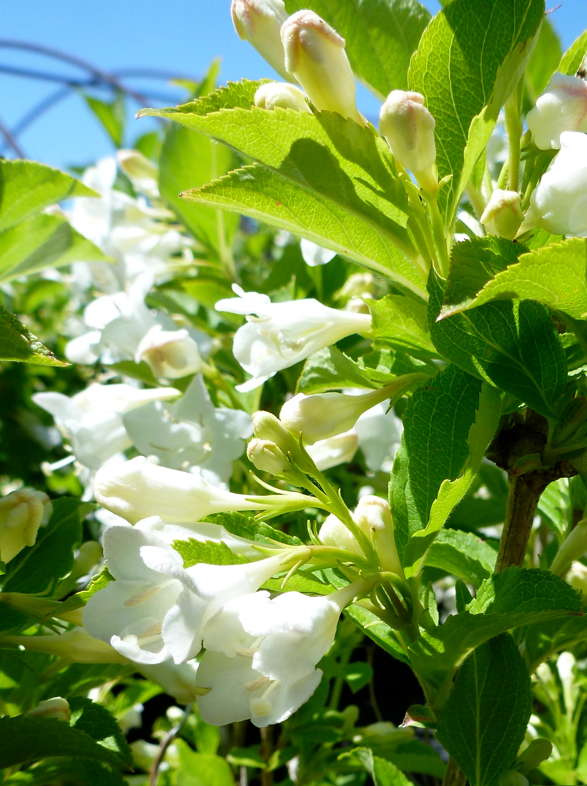 Weigela florida Bristol Snowflake Bristol Snowflake Weigela