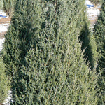 Juniperus chinensis Mountbatten Mountbatten Juniper