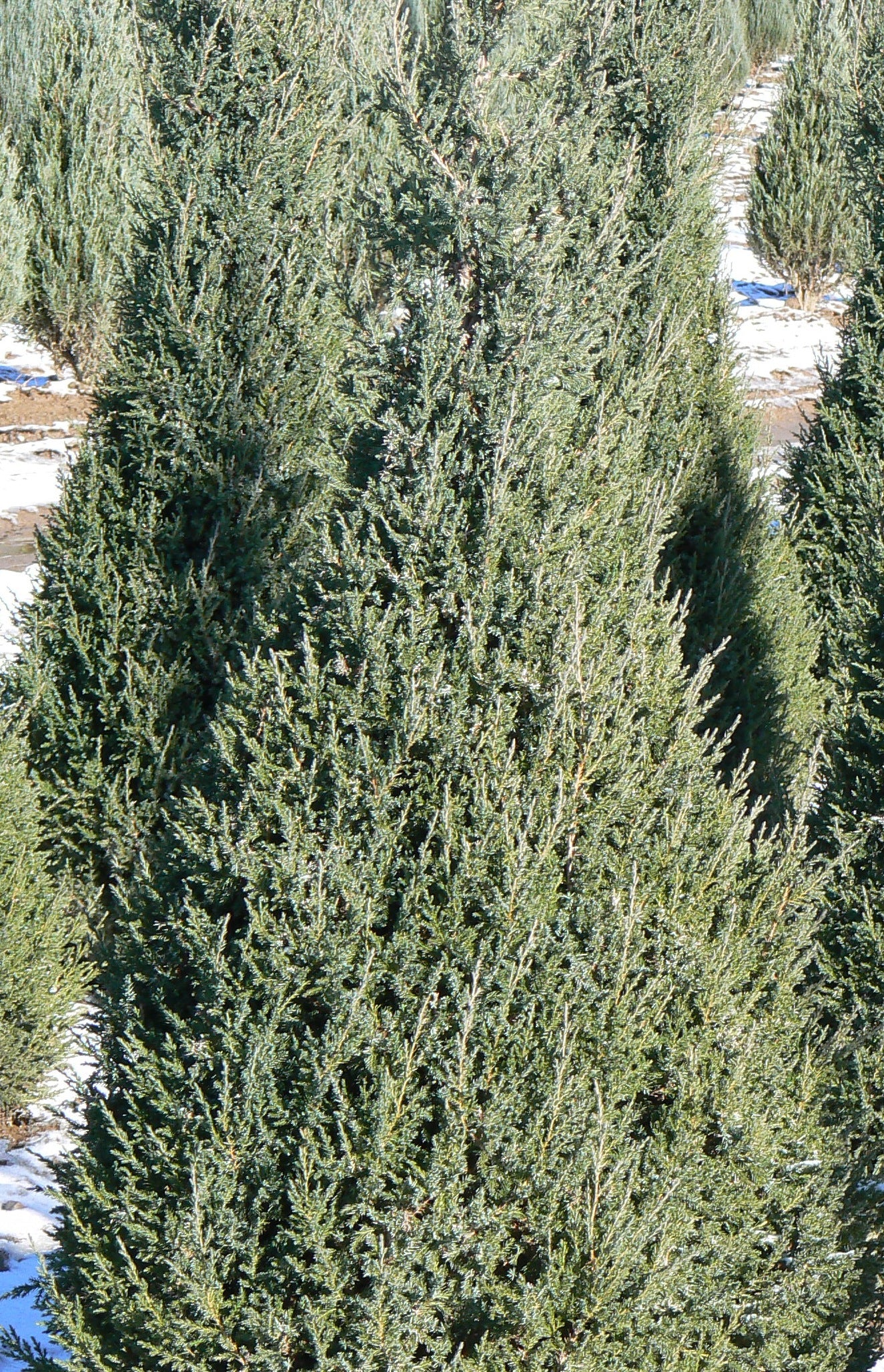 Juniperus chinensis Mountbatten Mountbatten Juniper